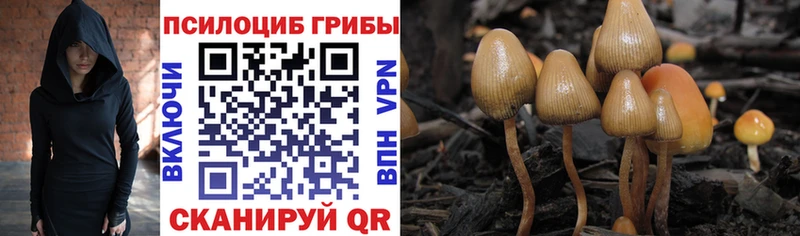 даркнет сайт  Гурьевск  Псилоцибиновые грибы MAGIC MUSHROOMS 